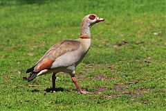 Egyptian Goose